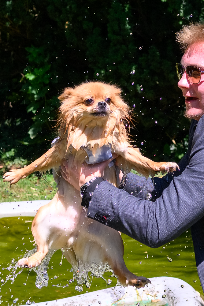 Ringhund wird aus dem Brunnen gehoben bei einer Sommerhochzeit im Schloss Edesheim – humorvoller Hochzeitsmoment