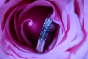 Makroaufnahme eines Eherings in einer rosafarbenen Rosenblüte