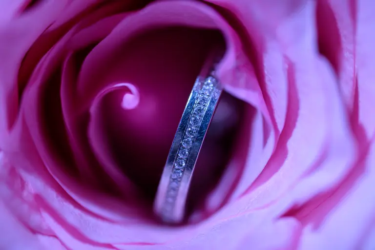 Makroaufnahme eines Eherings in einer rosafarbenen Rosenblüte